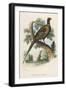 Chinese Ring-Necked Pheasant Phasianus Torquatus-null-Framed Photographic Print