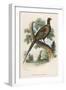 Chinese Ring-Necked Pheasant Phasianus Torquatus-null-Framed Photographic Print