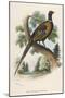 Chinese Ring-Necked Pheasant Phasianus Torquatus-null-Mounted Photographic Print