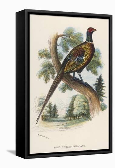 Chinese Ring-Necked Pheasant Phasianus Torquatus-null-Framed Stretched Canvas