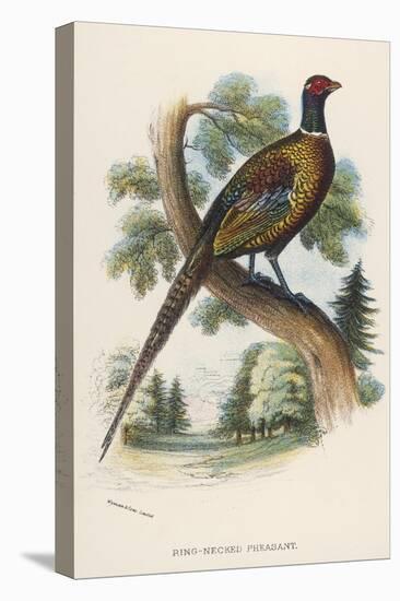 Chinese Ring-Necked Pheasant Phasianus Torquatus-null-Stretched Canvas