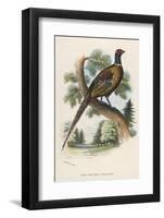 Chinese Ring-Necked Pheasant Phasianus Torquatus-null-Framed Photographic Print