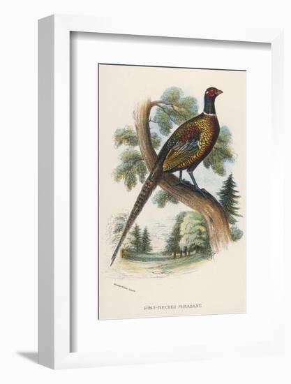 Chinese Ring-Necked Pheasant Phasianus Torquatus-null-Framed Photographic Print