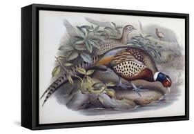 Chinese Ring Necked Pheasant-John Gould-Framed Stretched Canvas