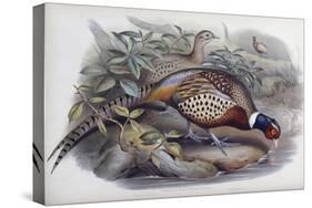 Chinese Ring Necked Pheasant-John Gould-Stretched Canvas