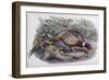 Chinese Ring Necked Pheasant-John Gould-Framed Giclee Print