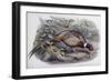 Chinese Ring Necked Pheasant-John Gould-Framed Giclee Print