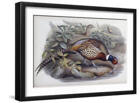 Chinese Ring Necked Pheasant-John Gould-Framed Giclee Print