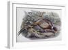 Chinese Ring Necked Pheasant-John Gould-Framed Giclee Print