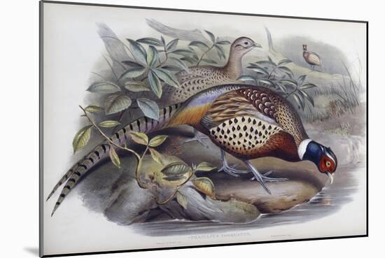 Chinese Ring Necked Pheasant-John Gould-Mounted Giclee Print
