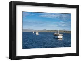 Chinese squid trawler in Stanley, capital of the Falkland Islands, South America-Michael Runkel-Framed Photographic Print