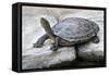 Chinese Stripe-Necked Turtle-Hal Beral-Framed Stretched Canvas