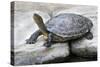 Chinese Stripe-Necked Turtle-Hal Beral-Stretched Canvas