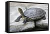 Chinese Stripe-Necked Turtle-Hal Beral-Framed Stretched Canvas
