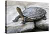 Chinese Stripe-Necked Turtle-Hal Beral-Stretched Canvas