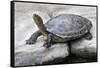 Chinese Stripe-Necked Turtle-Hal Beral-Framed Stretched Canvas