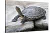 Chinese Stripe-Necked Turtle-Hal Beral-Stretched Canvas