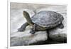 Chinese Stripe-Necked Turtle-Hal Beral-Framed Photographic Print