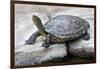 Chinese Stripe-Necked Turtle-Hal Beral-Framed Photographic Print