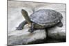 Chinese Stripe-Necked Turtle-Hal Beral-Mounted Photographic Print