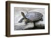 Chinese Stripe-Necked Turtle-Hal Beral-Framed Photographic Print