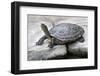 Chinese Stripe-Necked Turtle-Hal Beral-Framed Photographic Print