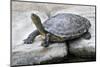 Chinese Stripe-Necked Turtle-Hal Beral-Mounted Photographic Print