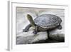 Chinese Stripe-Necked Turtle-Hal Beral-Framed Photographic Print