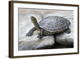 Chinese Stripe-Necked Turtle-Hal Beral-Framed Photographic Print