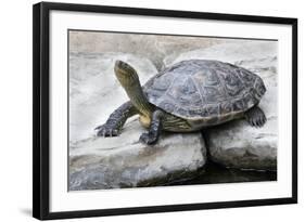 Chinese Stripe-Necked Turtle-Hal Beral-Framed Photographic Print