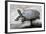 Chinese Stripe-Necked Turtle-Hal Beral-Framed Photographic Print