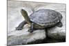 Chinese Stripe-Necked Turtle-Hal Beral-Mounted Photographic Print