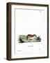Chinese Striped Hamster-null-Framed Giclee Print