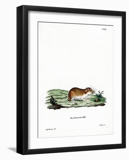 Chinese Striped Hamster-null-Framed Giclee Print