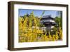 Chinese Tea House in the Chinese Garden, Luisenpark, Mannheim, Baden-Wuerttemberg,Germany-null-Framed Art Print