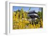 Chinese Tea House in the Chinese Garden, Luisenpark, Mannheim, Baden-Wuerttemberg,Germany-null-Framed Art Print