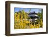 Chinese Tea House in the Chinese Garden, Luisenpark, Mannheim, Baden-Wuerttemberg,Germany-null-Framed Art Print