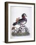 Chinese Teal, 1746-George Edwards-Framed Giclee Print