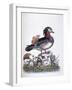 Chinese Teal, 1746-George Edwards-Framed Giclee Print