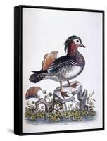 Chinese Teal, 1746-George Edwards-Framed Stretched Canvas