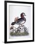 Chinese Teal, 1746-George Edwards-Framed Giclee Print