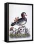 Chinese Teal, 1746-George Edwards-Framed Stretched Canvas