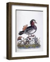 Chinese Teal, 1746-George Edwards-Framed Giclee Print