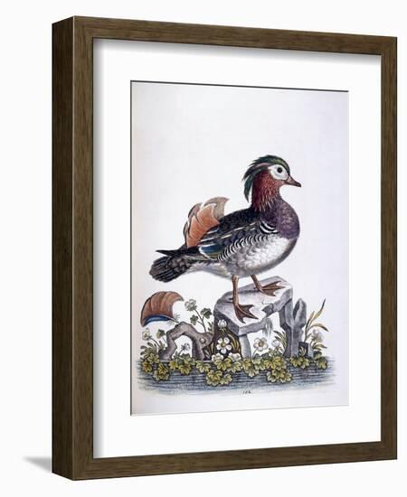 Chinese Teal, 1746-George Edwards-Framed Giclee Print