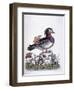 Chinese Teal, 1746-George Edwards-Framed Giclee Print