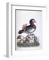 Chinese Teal, 1746-George Edwards-Framed Giclee Print