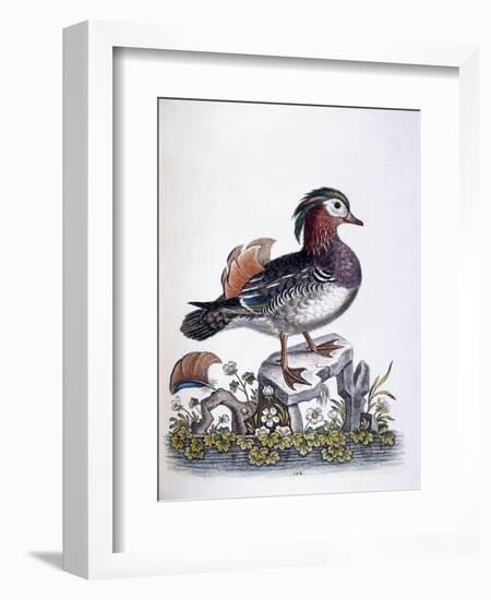 Chinese Teal, 1746-George Edwards-Framed Giclee Print