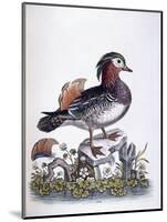 Chinese Teal, 1746-George Edwards-Mounted Giclee Print