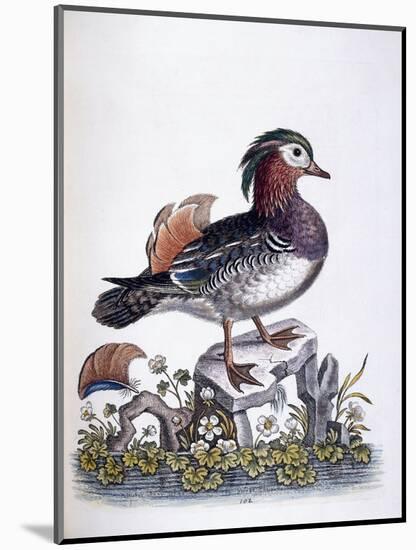 Chinese Teal, 1746-George Edwards-Mounted Giclee Print