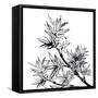 Chinese Traditional Ink Painting, Bamboo On White Background-elwynn-Framed Stretched Canvas